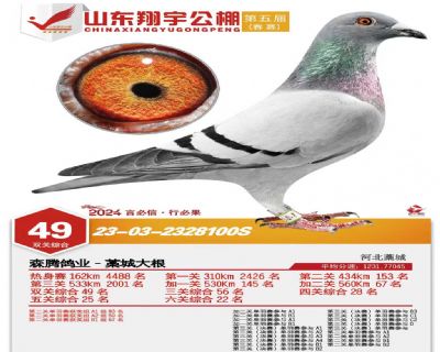 老雄4代鸽