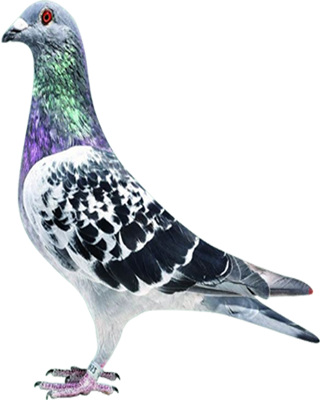 �Ӵ���ż1-���ݿ�