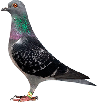 �Ӵ���ż2-����