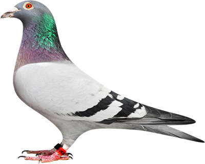 �Ӵ�-ղɭX����