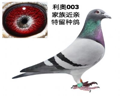 利奥003