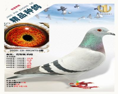 奶酪金母