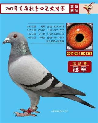 友祥 津福41名直子（壹佰加站赛冠军）