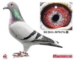 ĸH/?sh)ֱ? ></a><br>               
                <a  target=