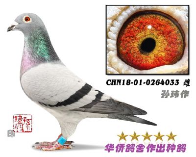 CHN18-01-0264033-