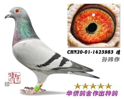 CHN20-01-1423983-