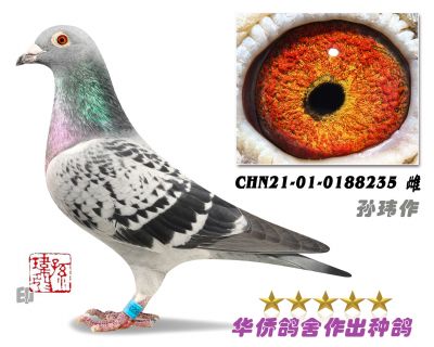 CHN21-01-0188235-