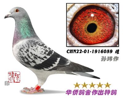 CHN22-01-1916059-