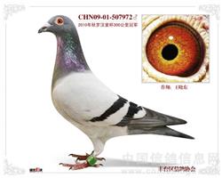 游