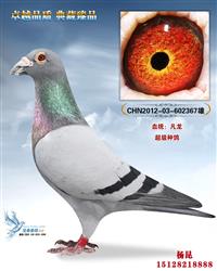 游