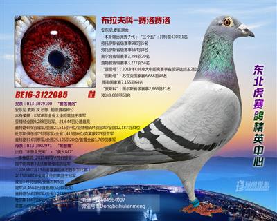 布拉夫科-赛洛赛洛