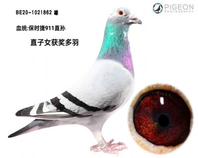 r911ֱO