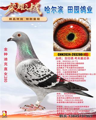 金种迪克771直女