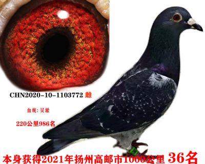 ea8cac93ca56a41bd2cb609ffdacddb