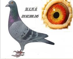 游eo