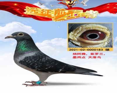 楊阿騰