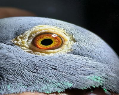 DƬ