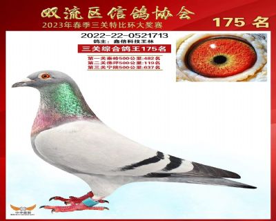 2023年双流三关鸽王175名