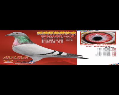 2022年双流三关鸽王163名