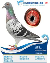 直子：风帆决赛532