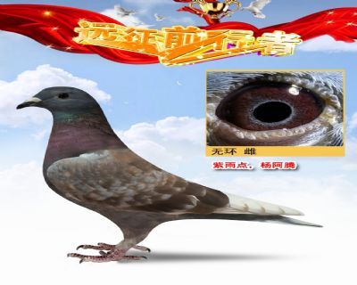 杨阿腾
