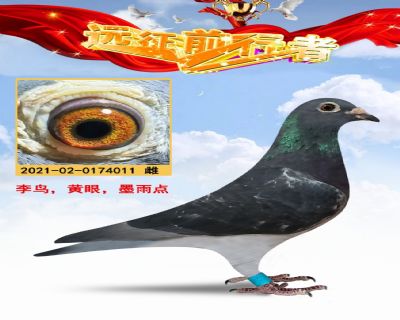 李鸟