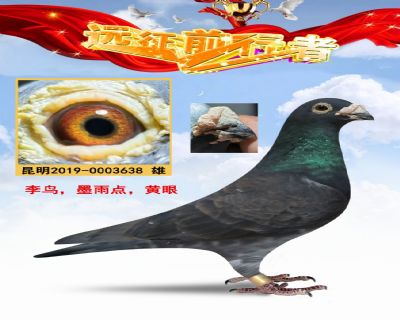 李鸟