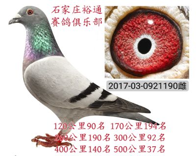 50037
