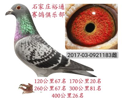 40026