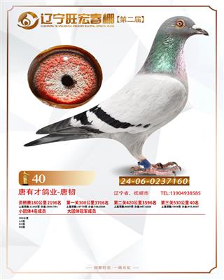 25年旺宏春棚决赛40名 大团体冠军头鸽
