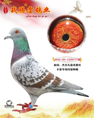 卡普专线杰夫凡温克