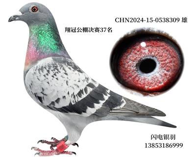 翔冠公棚决赛37名