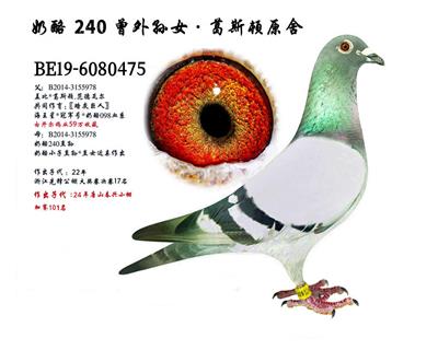 ԭᡤҡ240OŮ