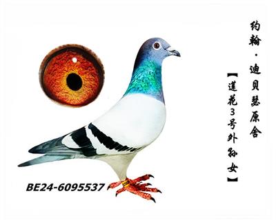 ؙѪϵ