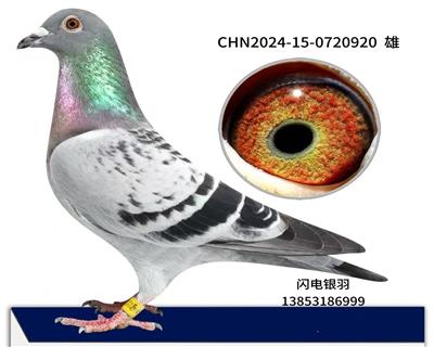 奥林匹克麻鹰曾孙