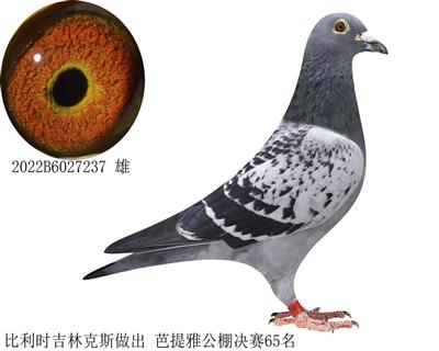 吉林克斯芭提雅公棚决赛65名