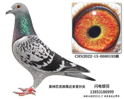 奥林匹克麻鹰曾孙女