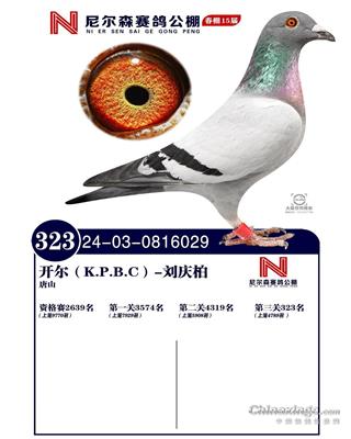 25괺ɽ᠖ɭQِ323