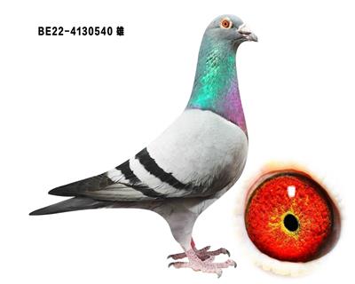׵Ϸ