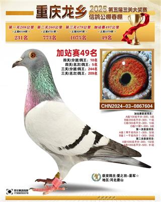 2025年重庆龙乡春棚成绩鸽