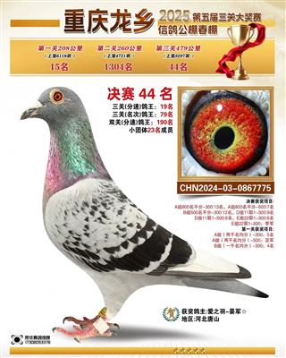 2025年重庆龙乡春棚成绩鸽