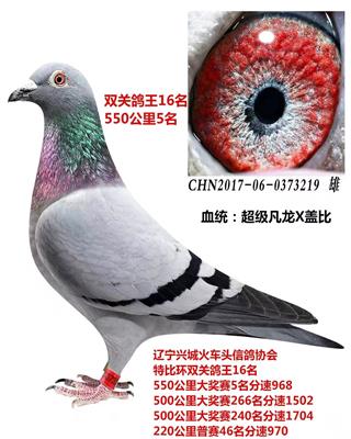 帮鸽友急售成绩雌鸽