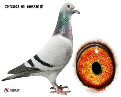 英格斯325