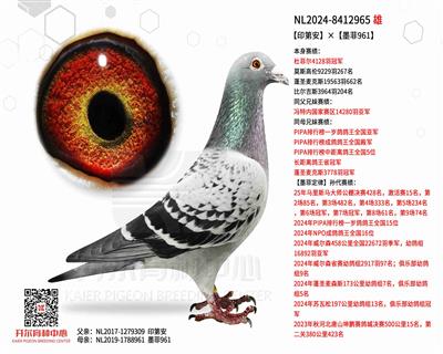 【印第安】×【墨菲961】