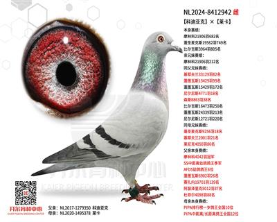 【科迪亚克】×【莱卡】