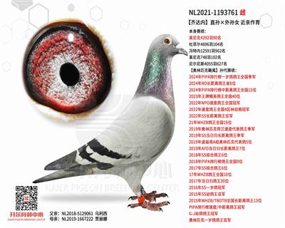 【齐达内】直孙×外孙女 近亲作育