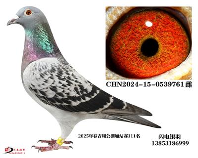 血统书