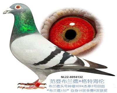 ׵û岮ֱO132