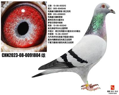 ֱO804