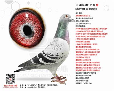 【虎虎生威】×【凤凰号】